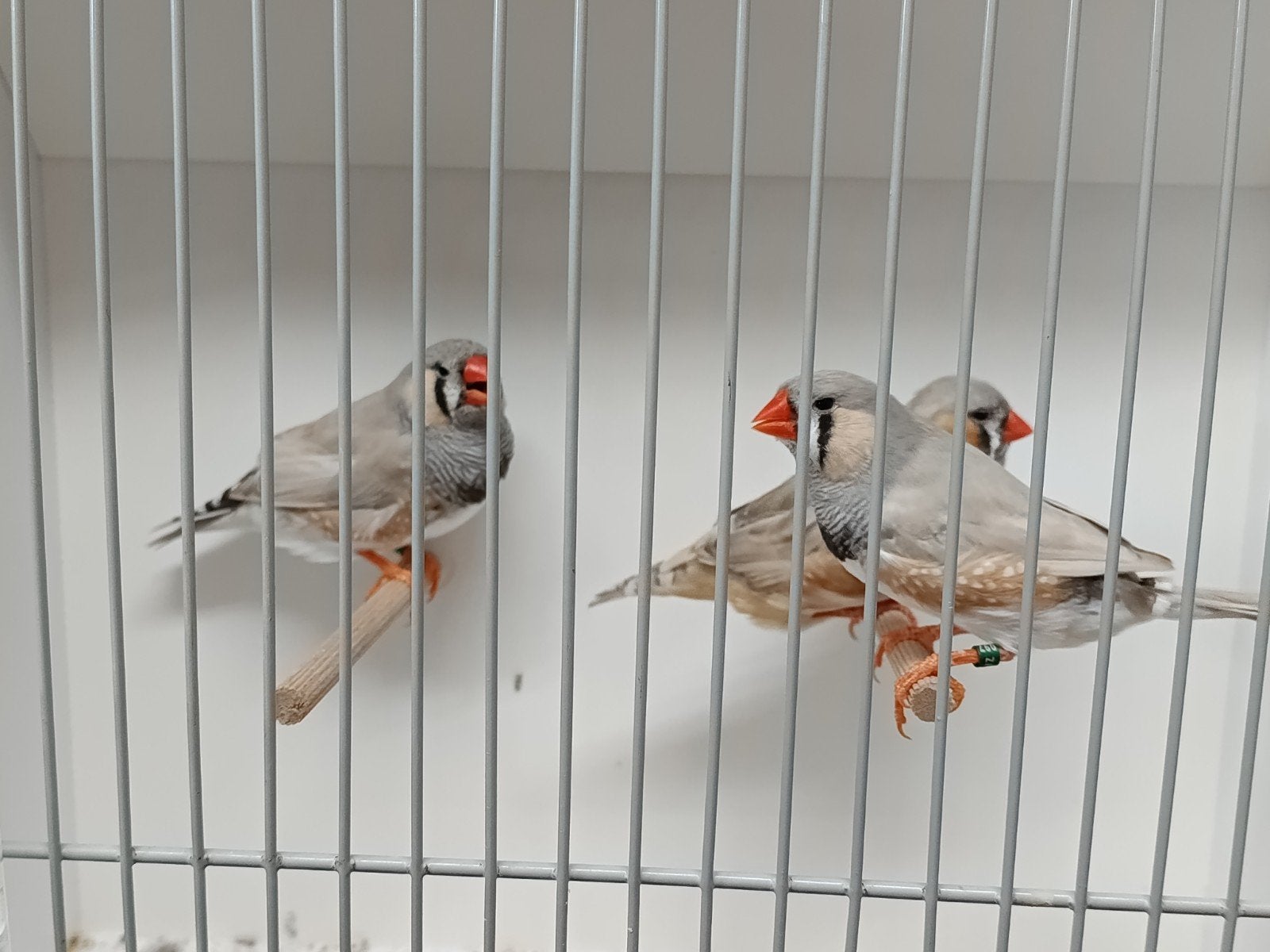 2 zebravink man pastel bleekrug grijs, Mannelijk