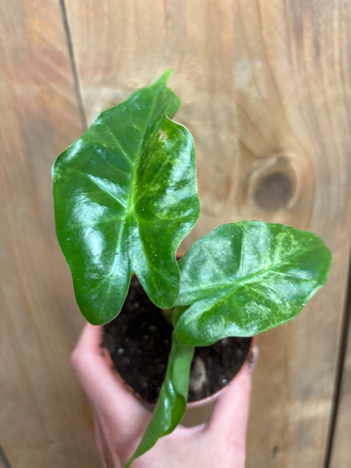 Alocasia lowrider low rider albo mint lemon variegata plant, Ophalen of Verzenden, Halfschaduw, Minder dan 100 cm