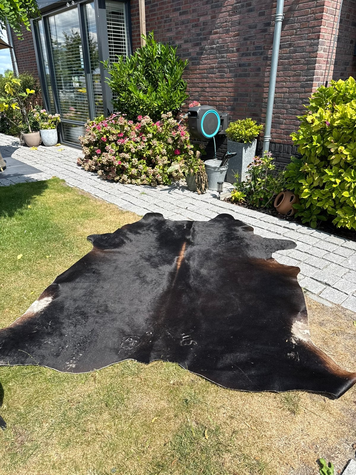Koeienhuid vloerkleed (echt), Ophalen, Overige vormen, 200 cm of meer, 150 tot 200 cm