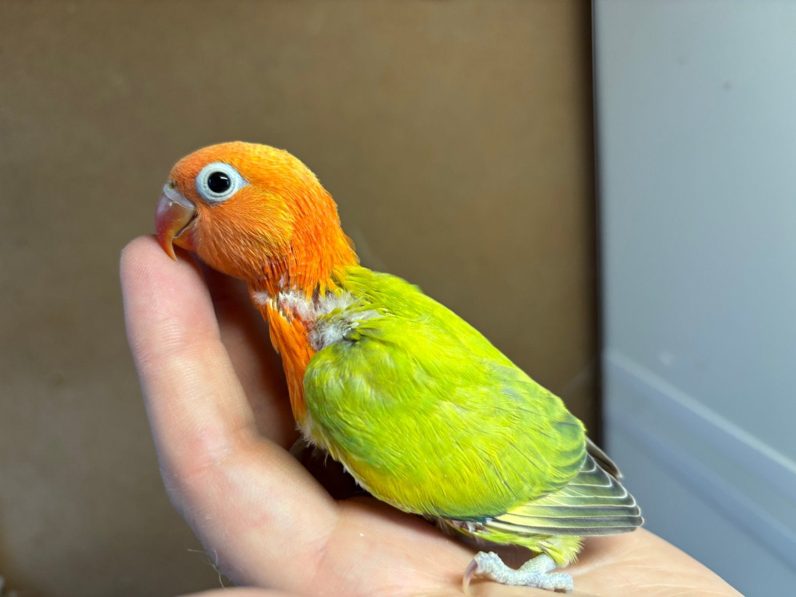NU ZELFSTANDIG!! Jonge Agapornis fischeri dwergpapegaai!, Dieren en Toebehoren, Vogels | Parkieten en Papegaaien, Geslacht onbekend