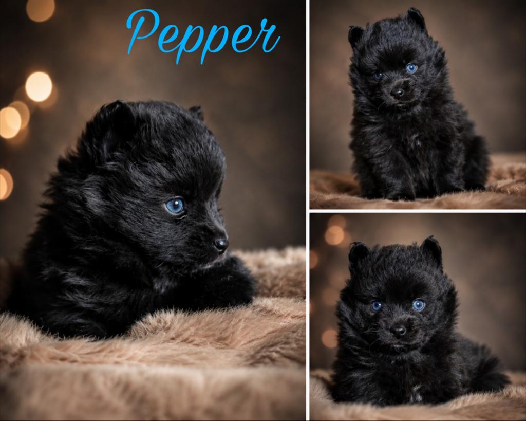 Unieke Pomsky pups, Dieren en Toebehoren, 8 tot 15 weken, Meerdere, Meerdere dieren, Nederland