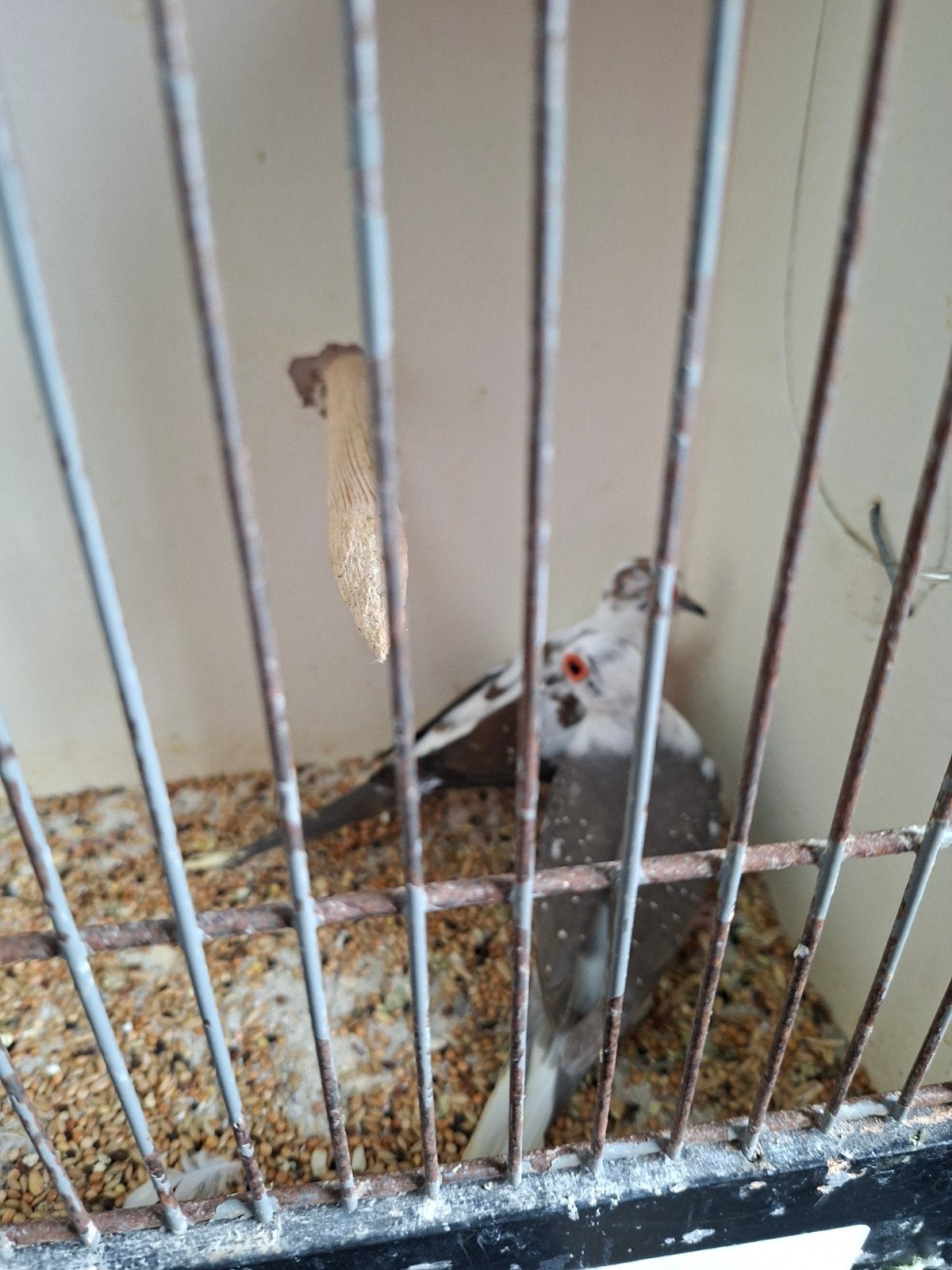 diverse duiven, Dieren en Toebehoren, Meerdere dieren