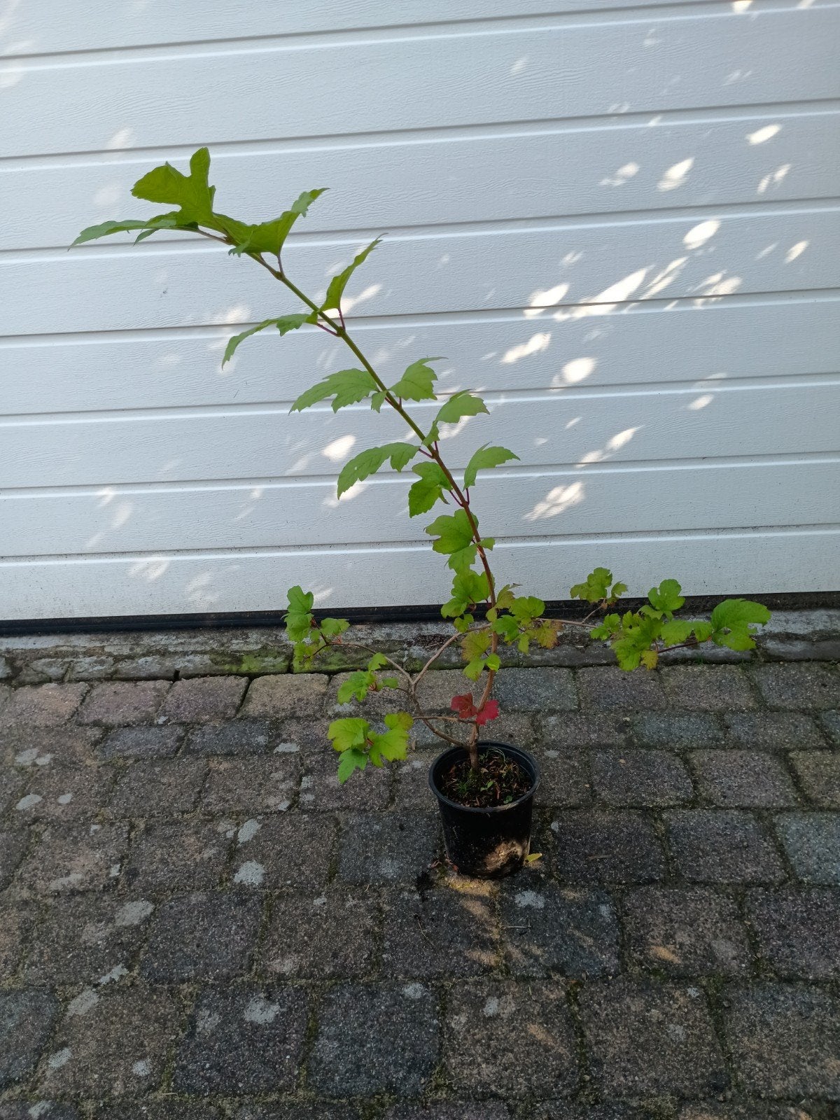 Gelderse Roos, biologisch en goed geworteld, Ophalen, Overige soorten, Struik, 100 tot 250 cm