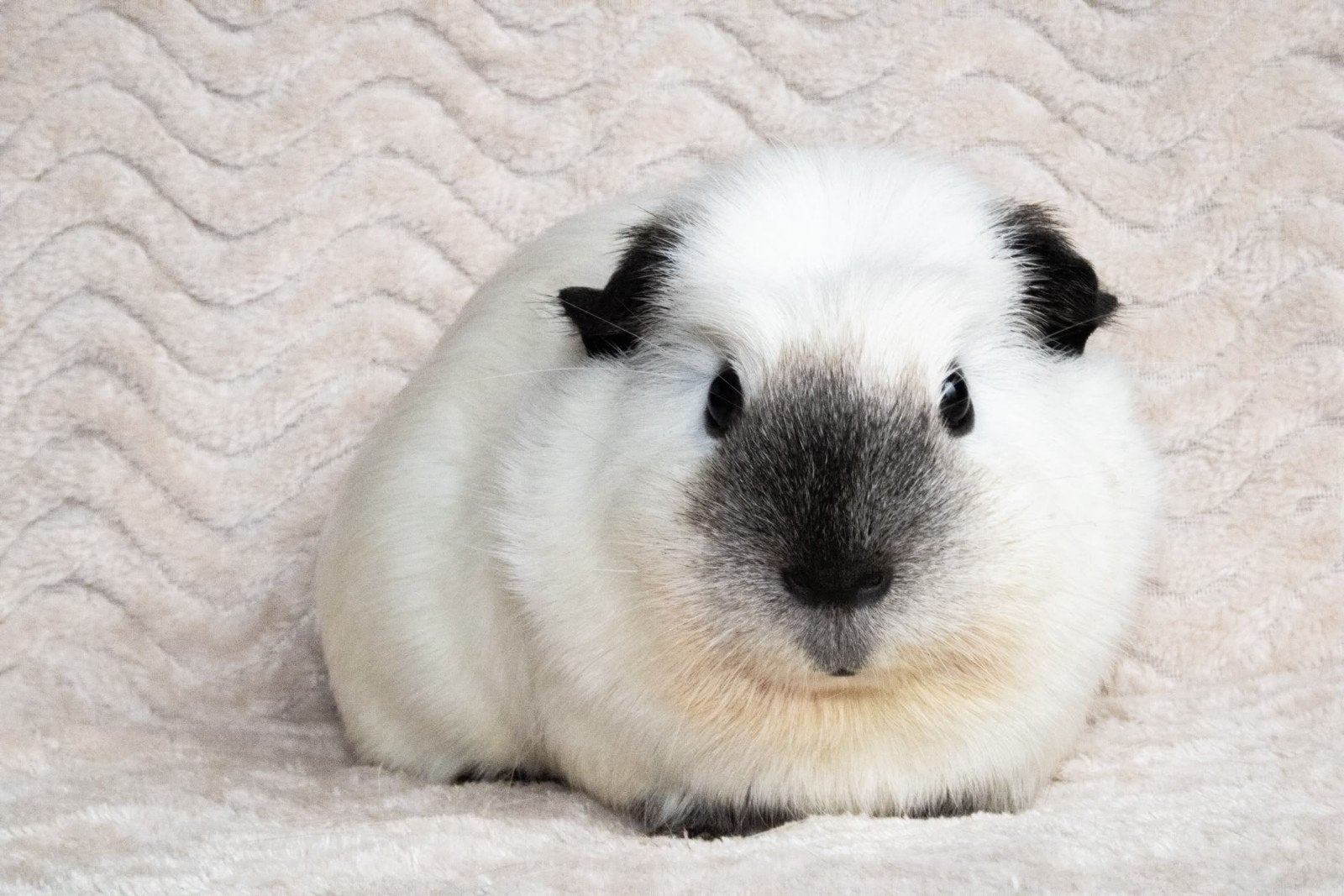cavia zeugjes, cavia groep, california, castraat, Dieren en Toebehoren, Knaagdieren, Januari, Vrouwelijk, Cavia