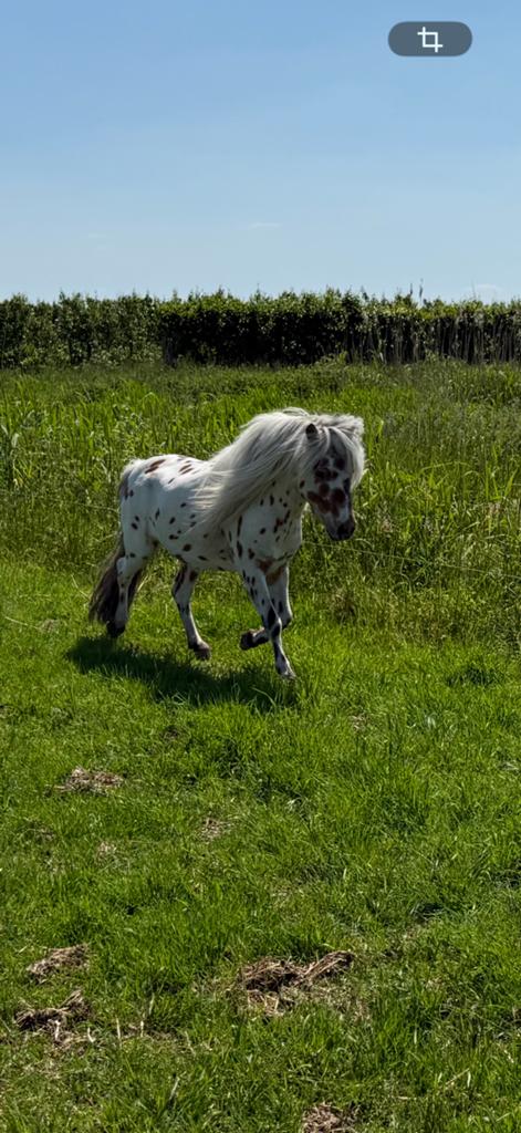 Bruin panterbonte appaloosa hengst met deklicentie, Dieren en Toebehoren, Hengst