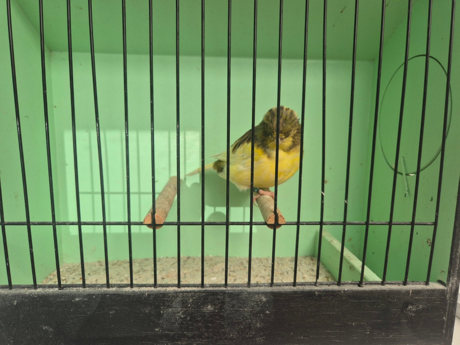 gloster kanarie, Dieren en Toebehoren, Mannelijk