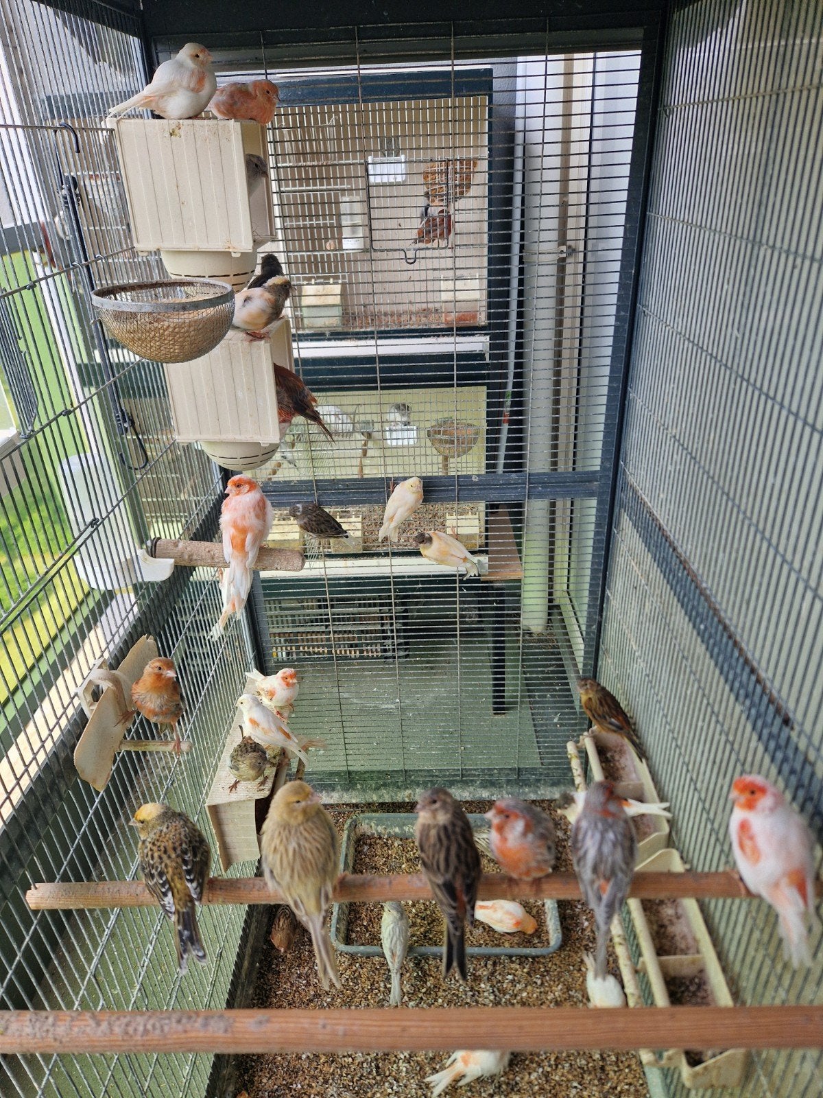 kanaries man/pop, Meerdere dieren
