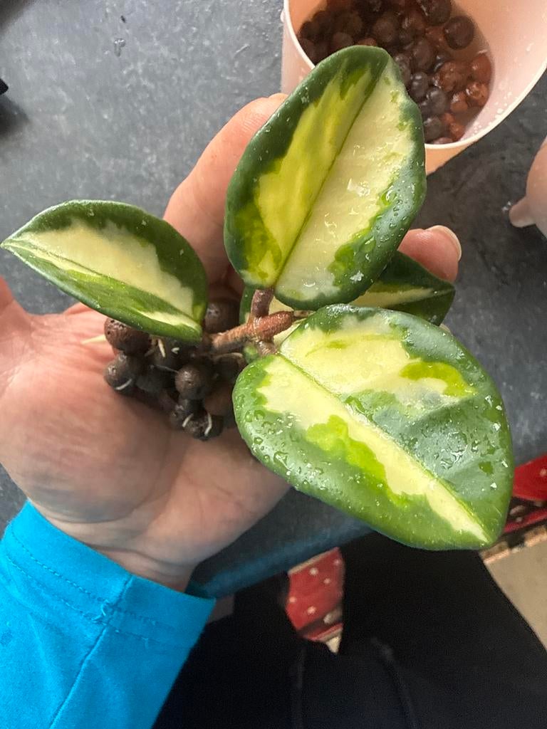 Hoya Australis Lisa stekjes, Tuin en Terras, Planten | Tuinplanten, Vaste plant, Halfschaduw, Zomer, Ophalen
