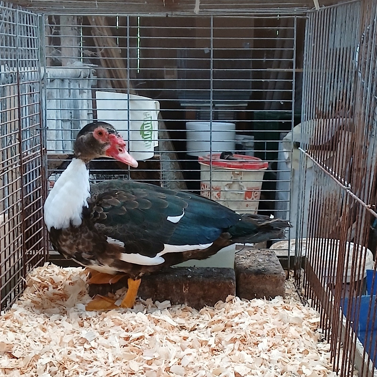 Kaapse of muscus eend, Dieren en Toebehoren, Pluimvee, Meerdere dieren, Eend
