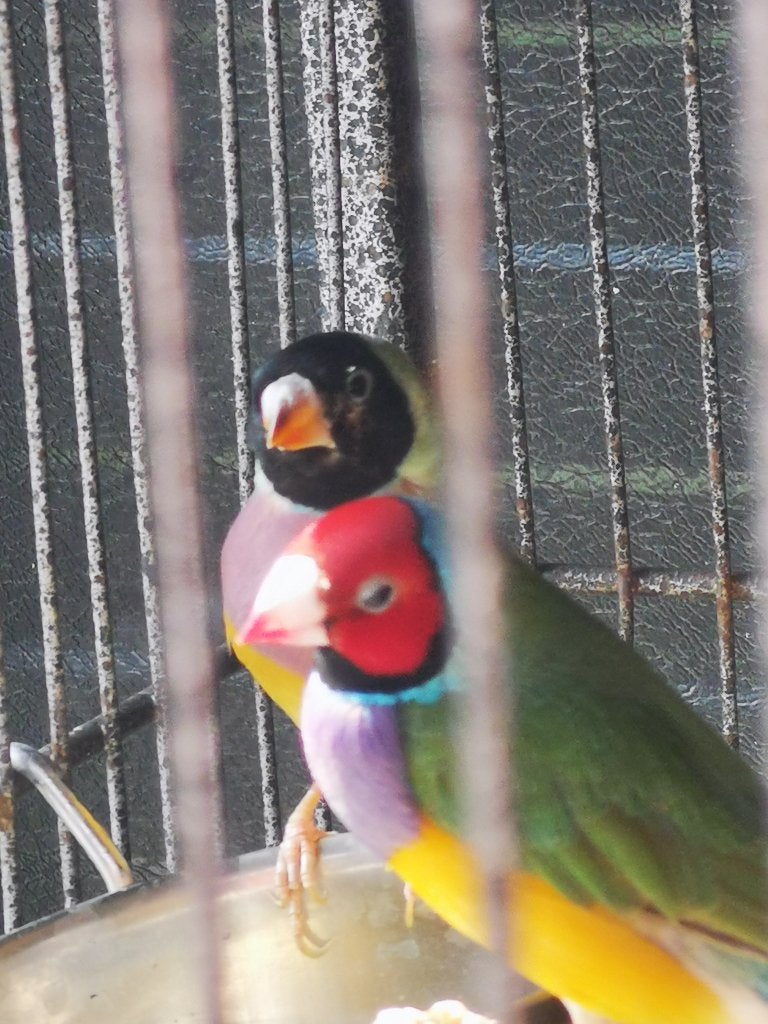 Koppel gouldamadine, Dieren en Toebehoren, Vogels | Overige Vogels, Meerdere dieren, Tropenvogel, Geringd