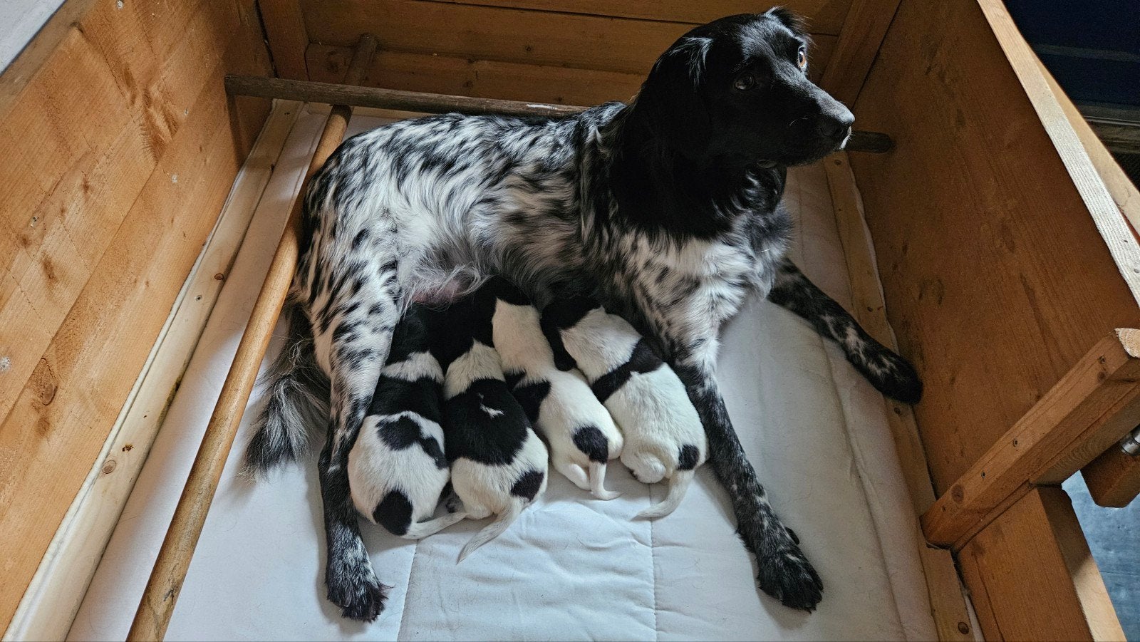 Friese stabij puppy's, 8 tot 15 weken, Teef, Meerdere, Middel