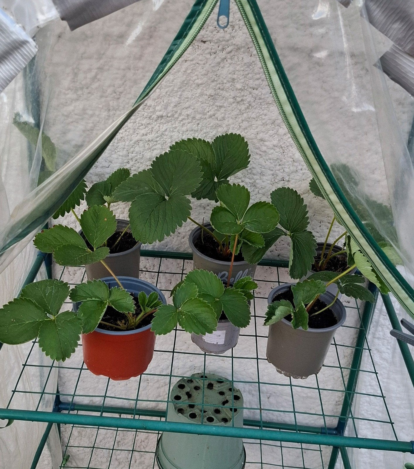 planten, Tuin en Terras, Planten | Tuinplanten, Ophalen, Volle zon