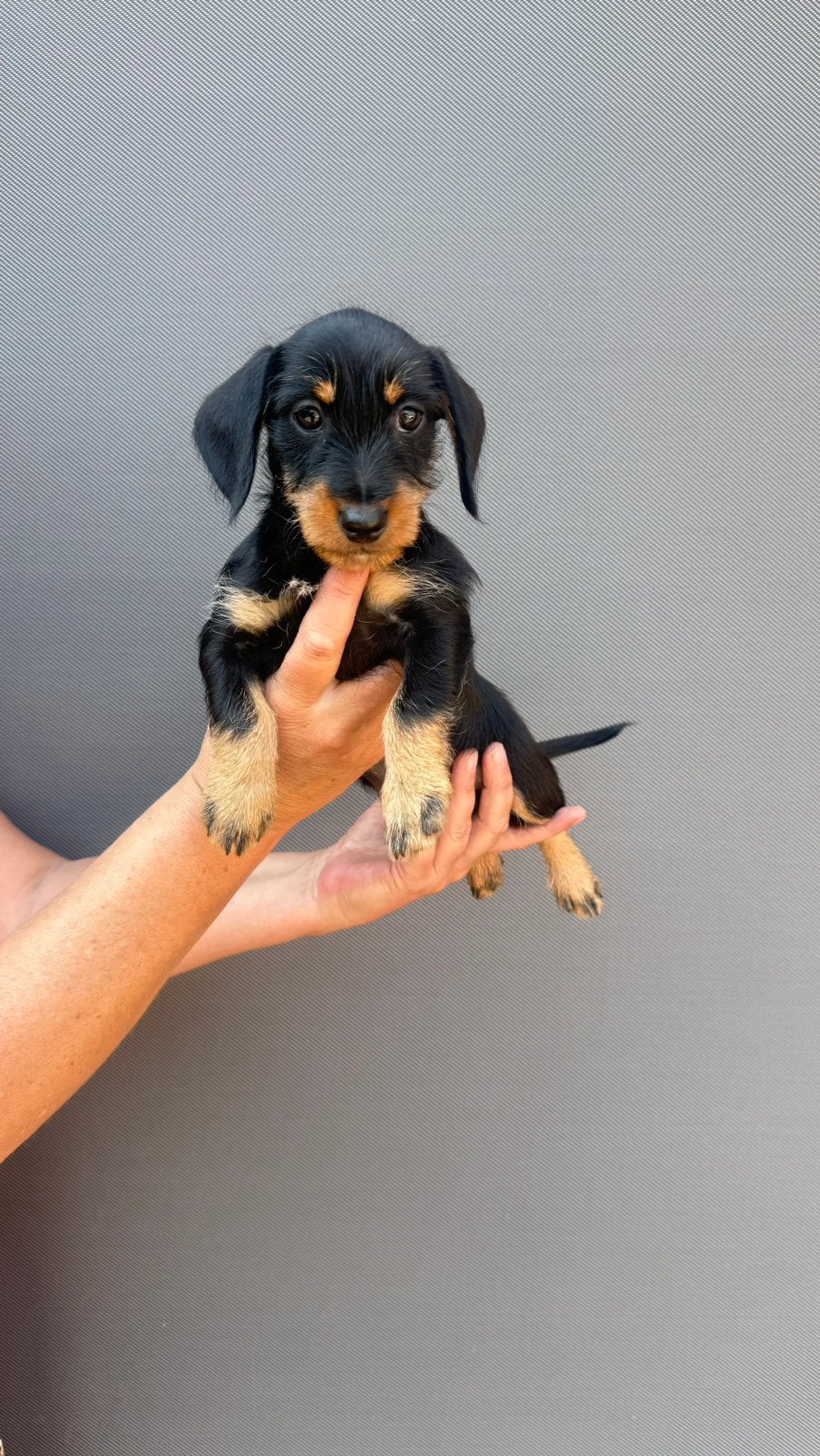 Prachtige dwergteckel pups, 8 tot 15 weken, Dwerg, Parvo, Meerdere