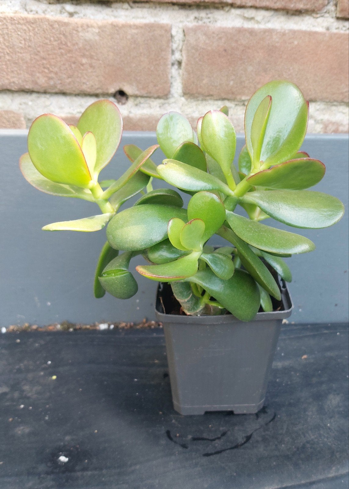 Crassula Ovata (Jadeplant) - Makkelijke Succulent, Ophalen