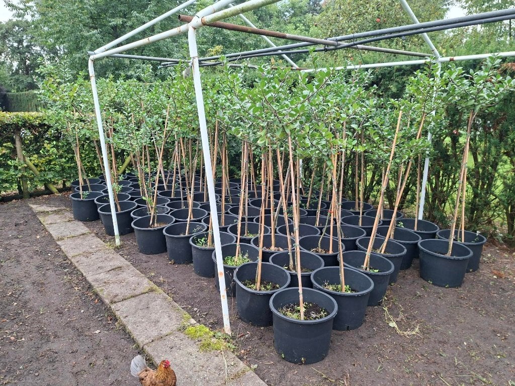 Mooie Ilex aquifolium op stam 140/160 cm (Hulst) in pot!, Ophalen, Hulst, Minder dan 100 cm