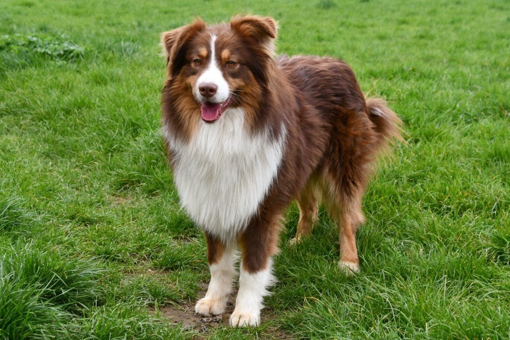 Australische Herder dekreuen, Dieren en Toebehoren, België, Reu, Parvo, Meerdere