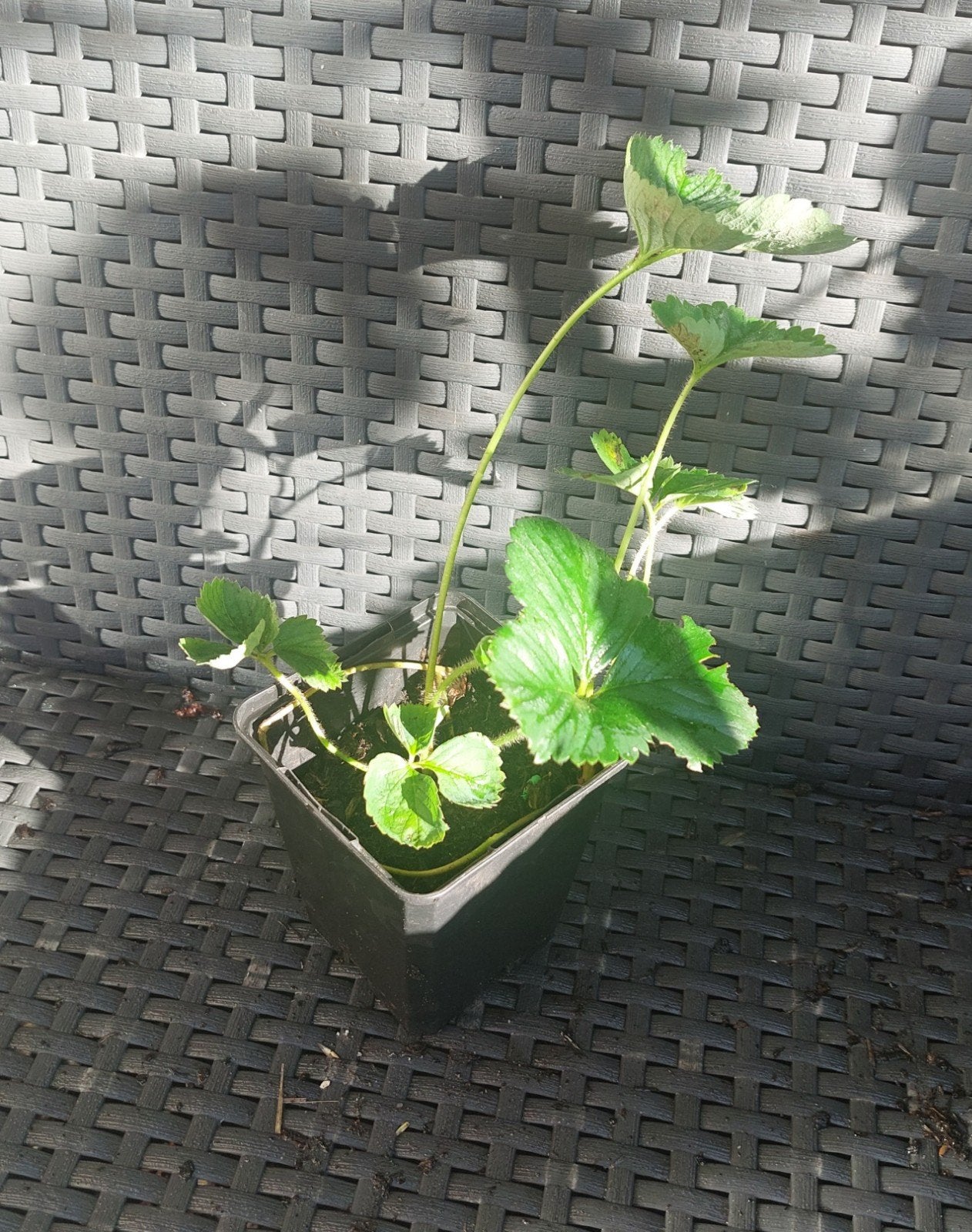 Biologische Ostara aardbei stek, Ophalen