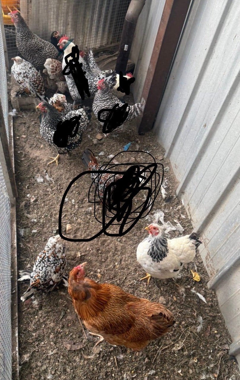 Kip, Dieren en Toebehoren, Vrouwelijk, Kip