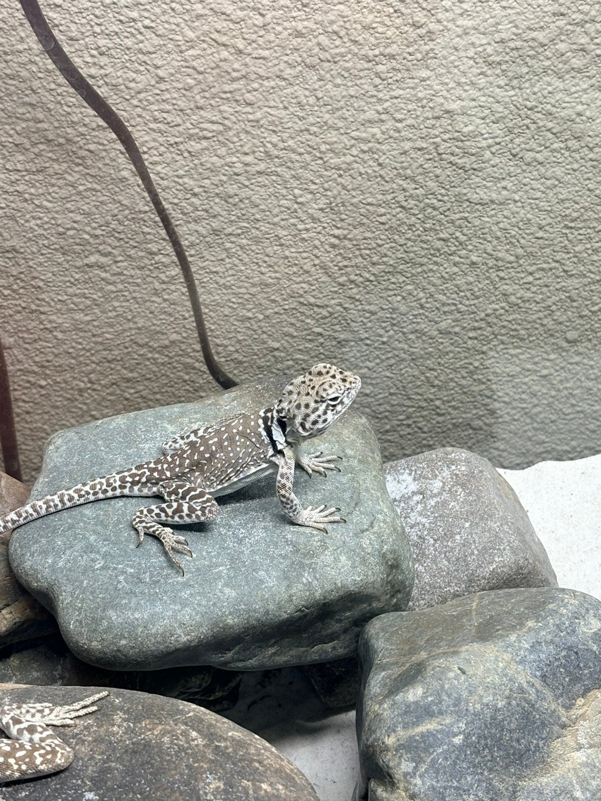 Koppel Crotaphytus collaris insularis, Amfibie, Tam, 0 tot 2 jaar