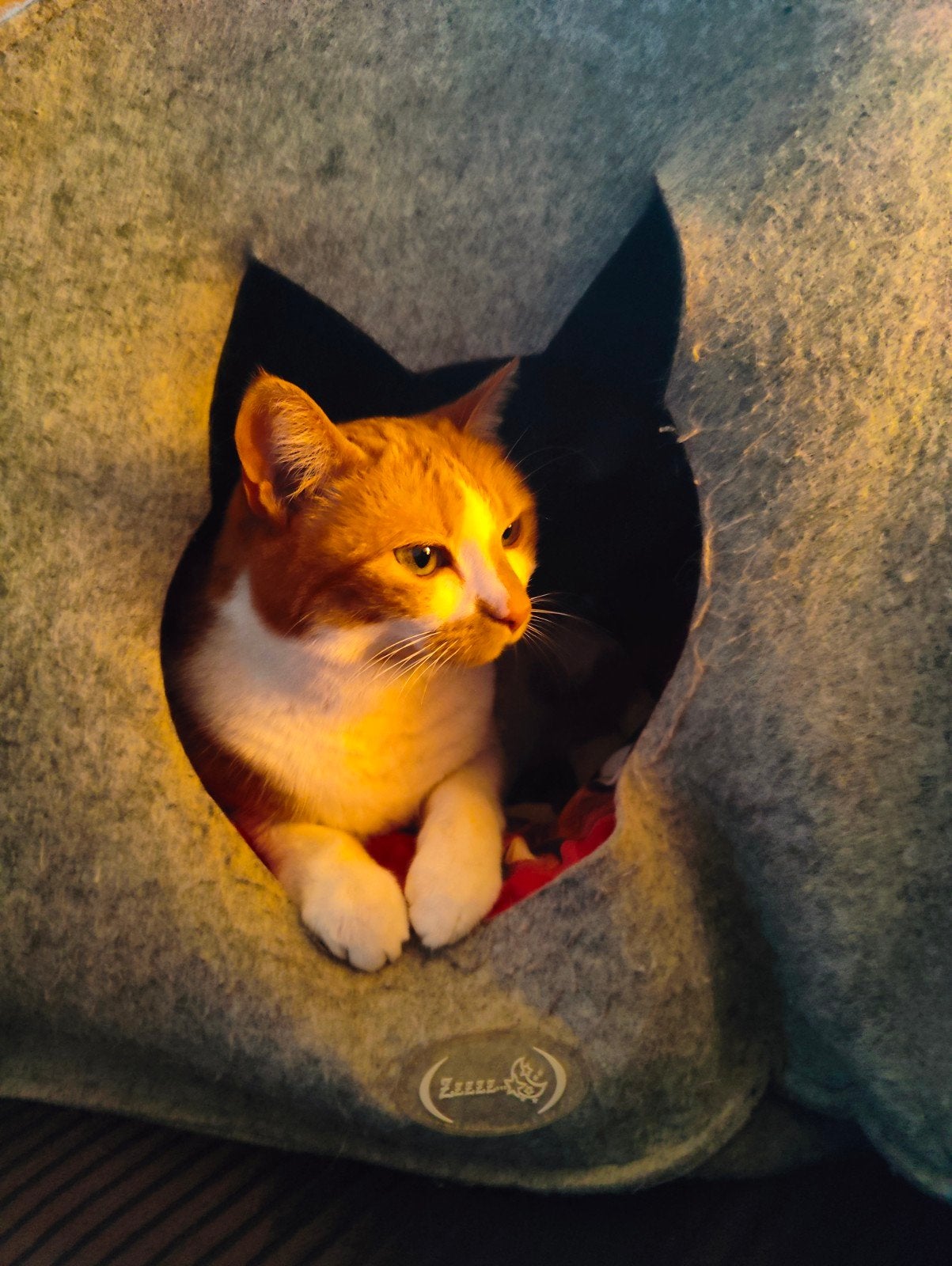 Super lieve poes van 13 jaar, Poes