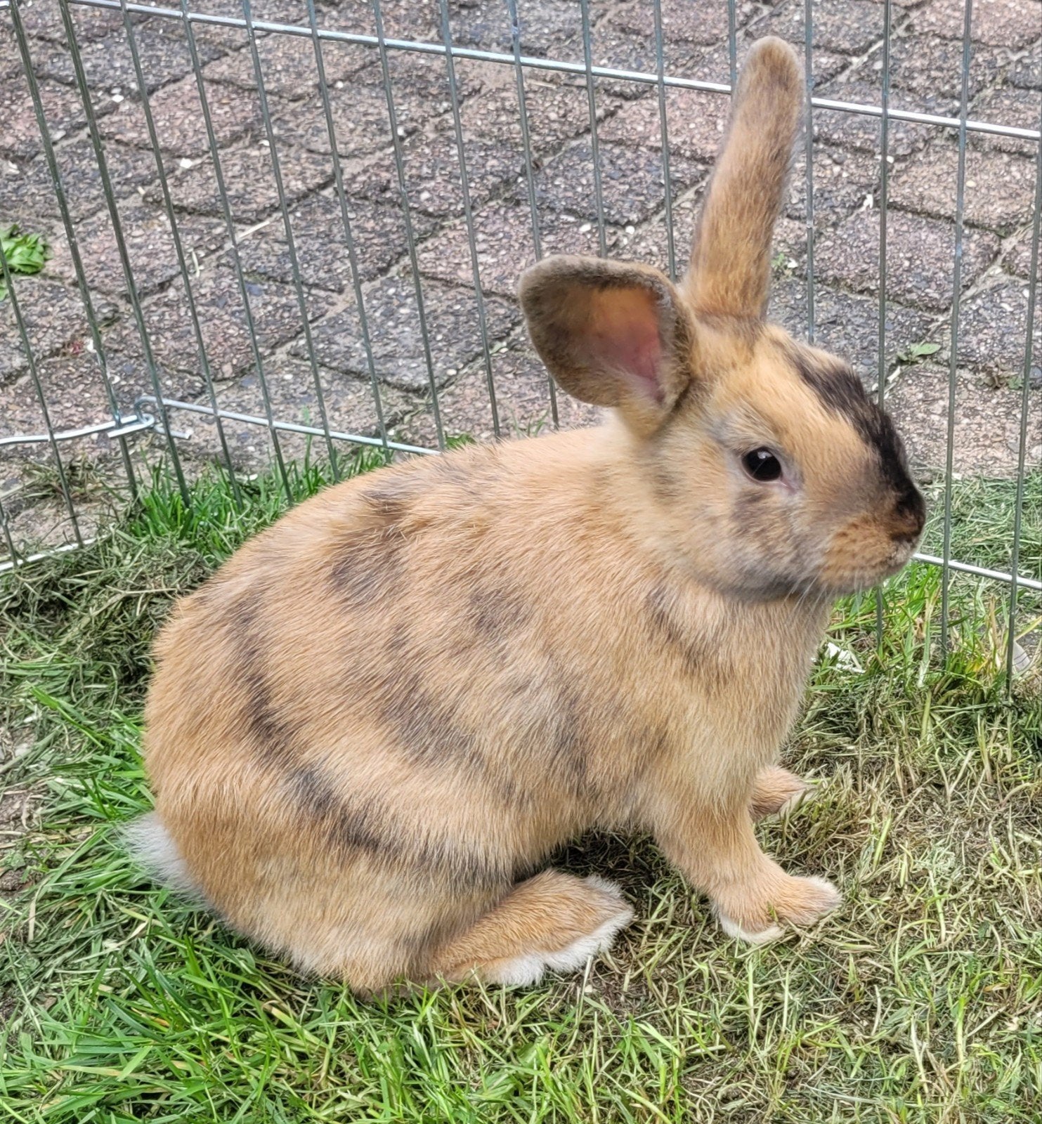 Mooie tamme konijnen, Meerdere dieren, Middelgroot, 0 tot 2 jaar