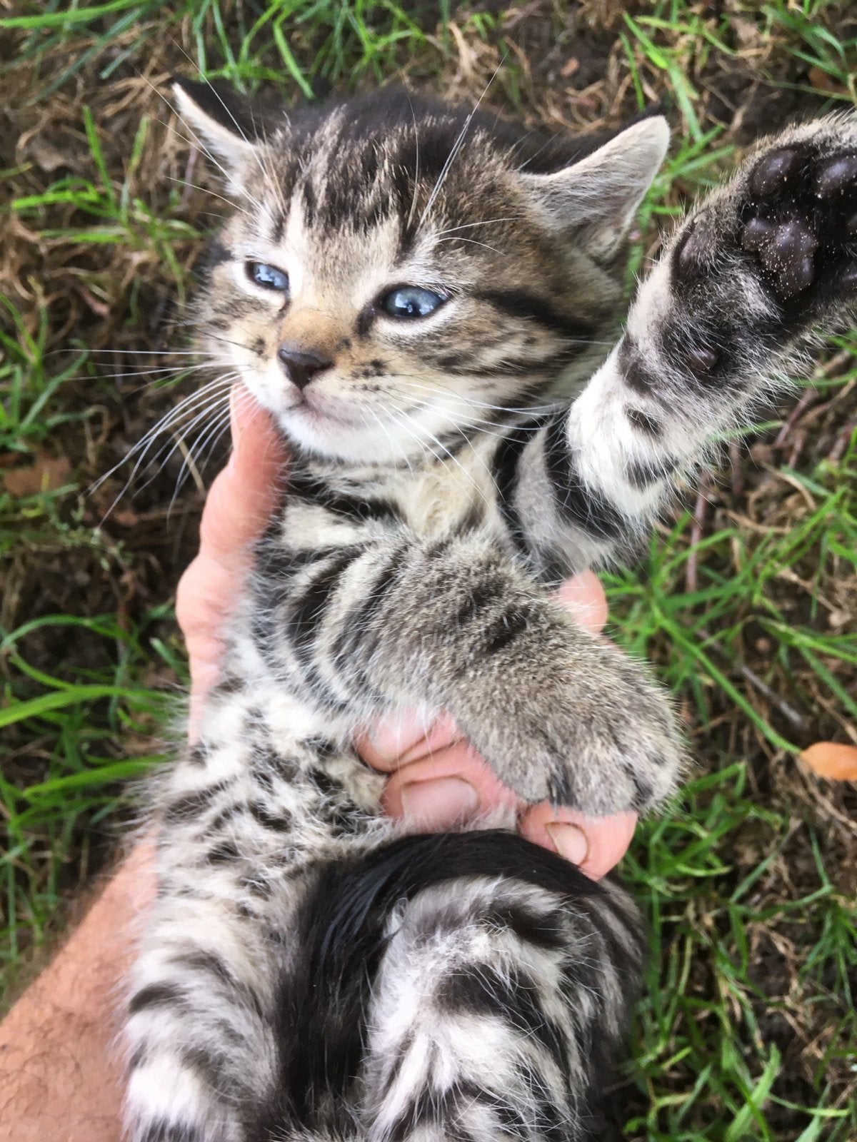 Kittens te koop!, Dieren en Toebehoren, Meerdere dieren, Kortharig