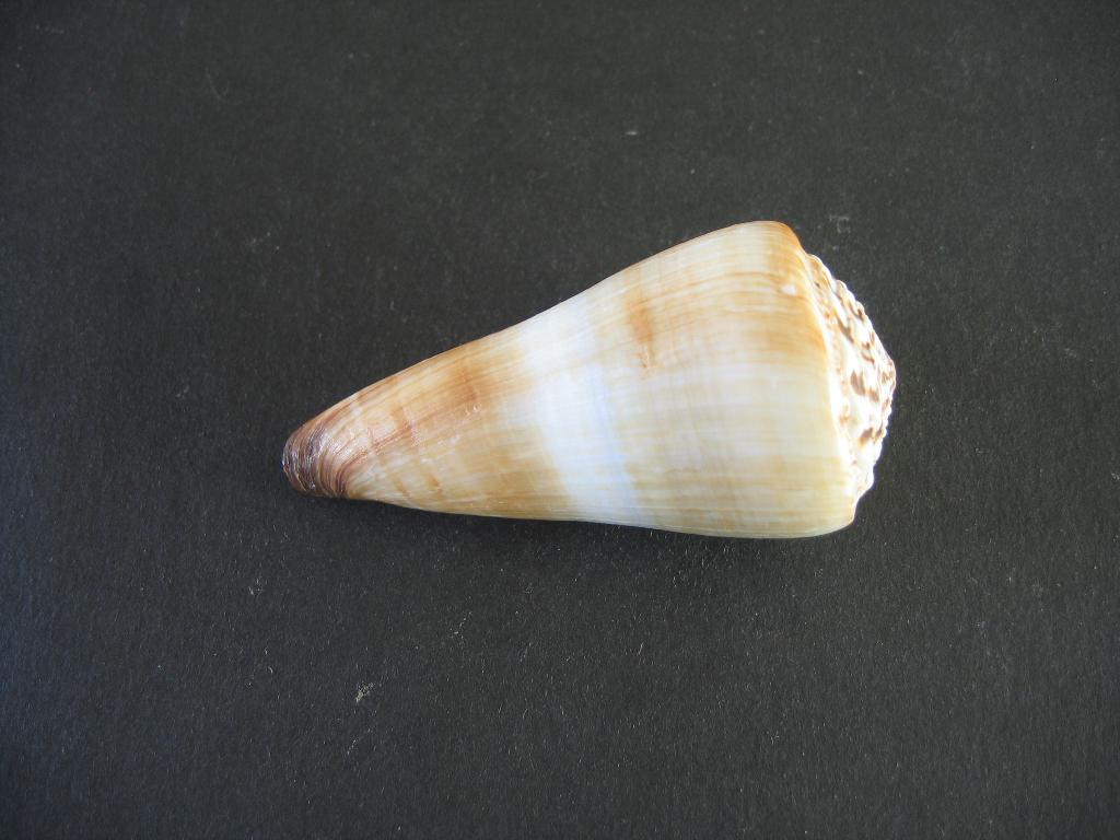 Schelpen: Conus distans  Hwass in Bruguière,  1792., Ophalen of Verzenden, Fossiel