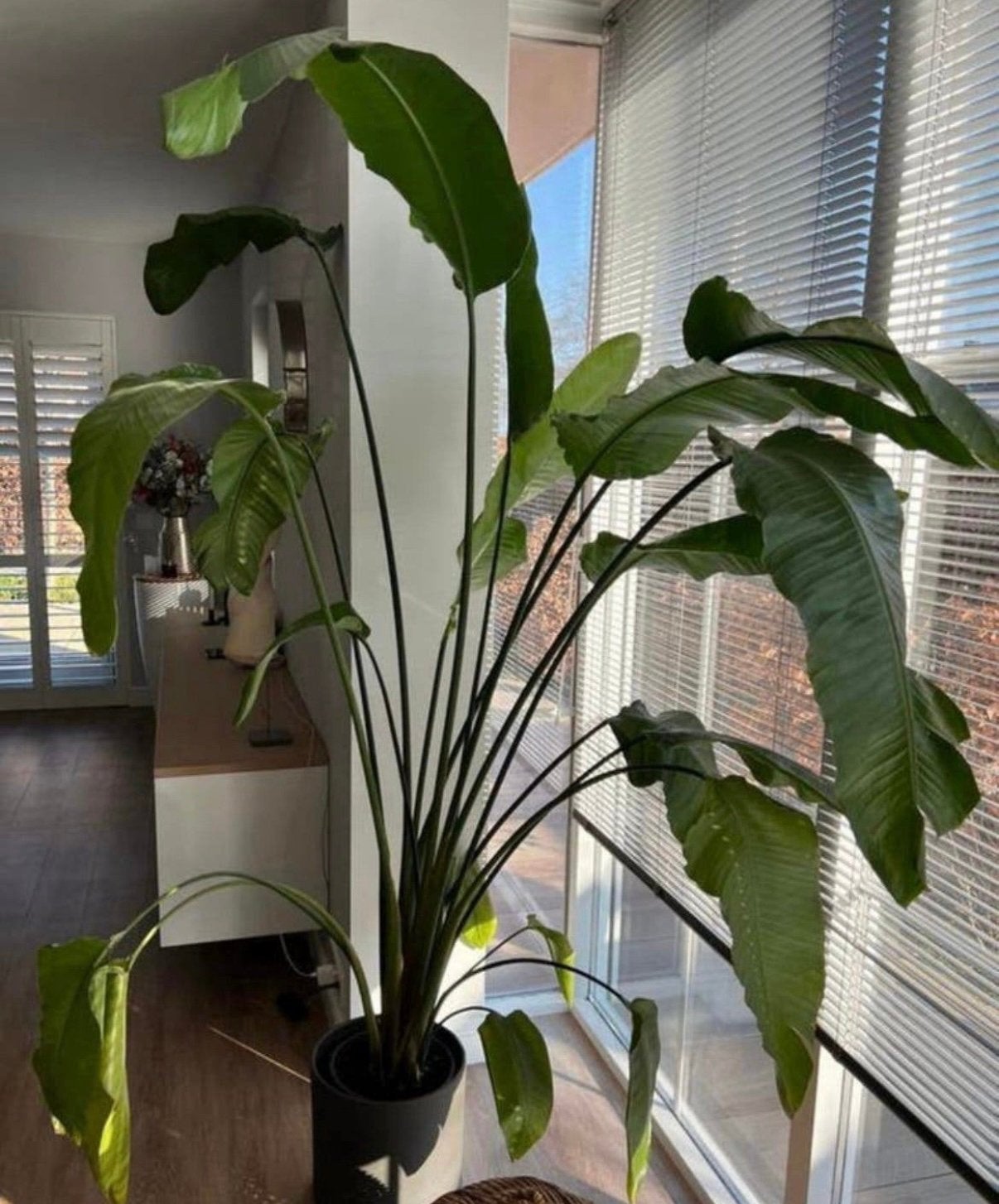 Sterlitzia plant, Ophalen, 200 cm of meer, In pot, Volle zon