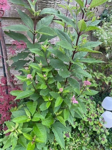 koninginnekruid, Vaste plant, Halfschaduw, Zomer, Ophalen