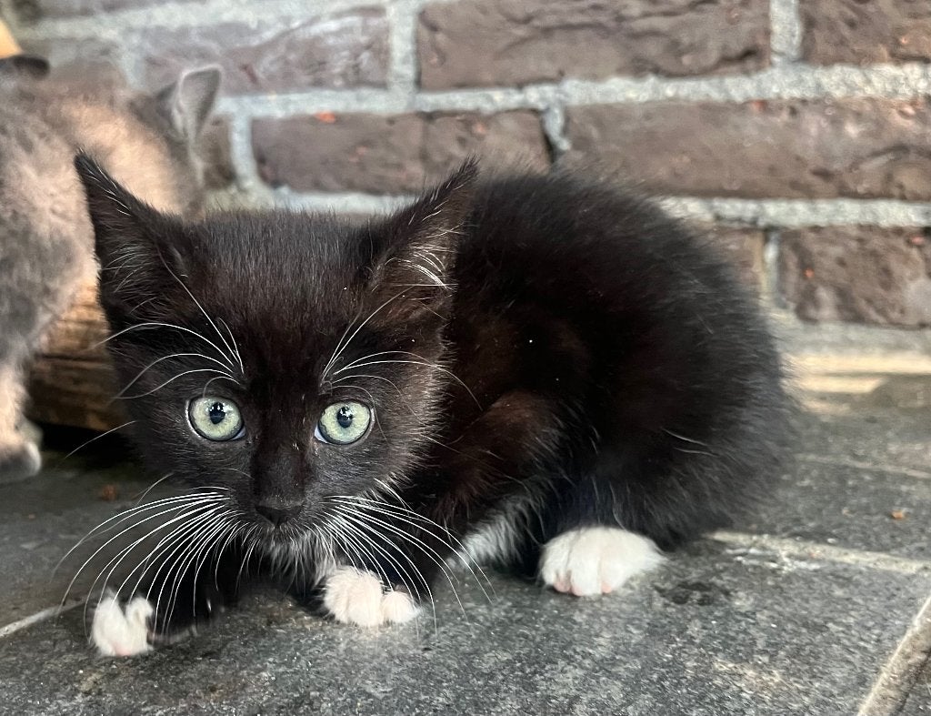 Lieve kitten zwart poesje, Dieren en Toebehoren, Poes, 0 tot 2 jaar