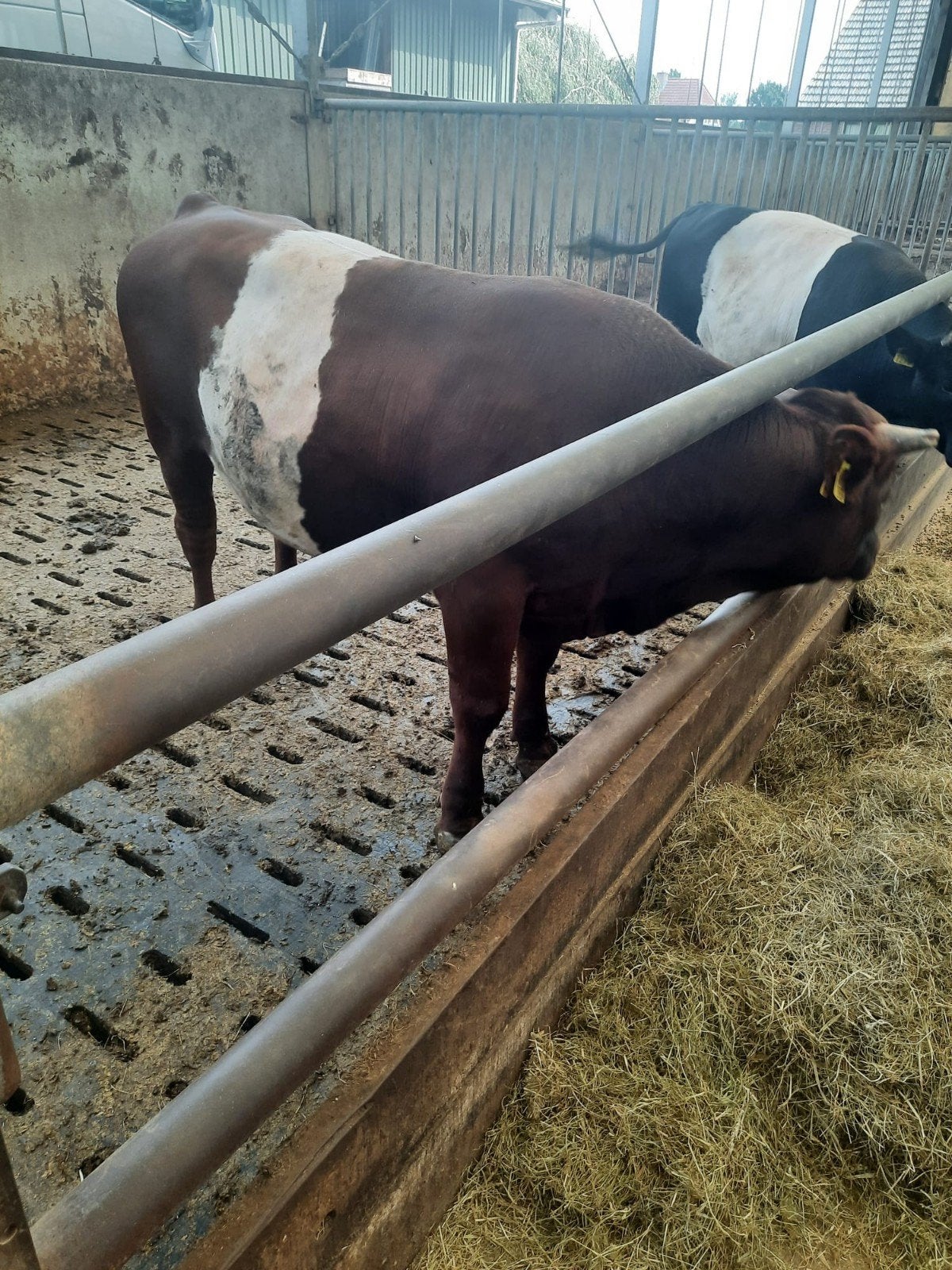 stieren en werktuigen, Dieren en Toebehoren, Meerdere dieren