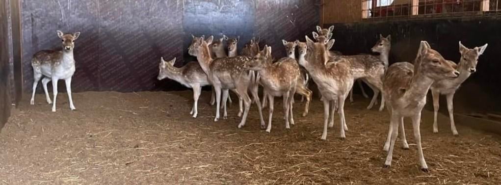 Gevraagt herten, Januari, Meerdere dieren