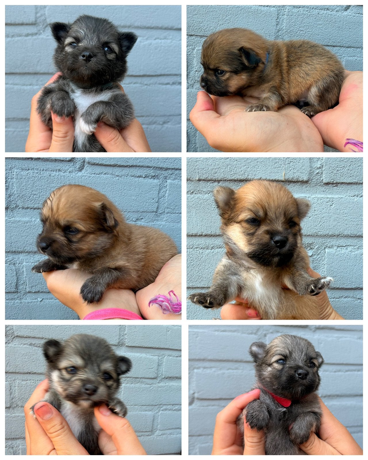 Pomchi puppy Pomeriaan x Chihuahua, Parvo, Overige rassen, 8 tot 15 weken, Meerdere