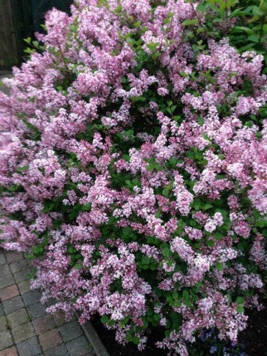 STRUIK Syringa meyeri 'Palibin' Dwegsering heerlijke geur, Overige soorten, Volle zon, Vaste plant, Ophalen of Verzenden