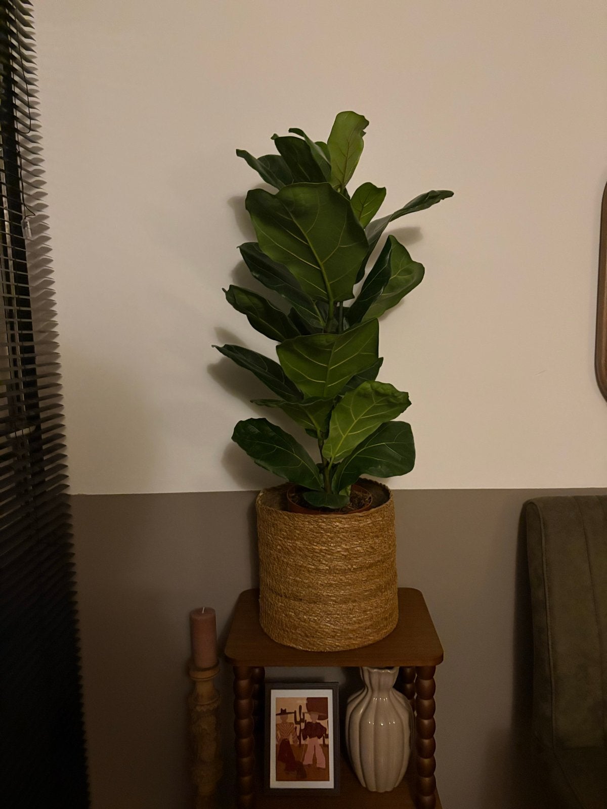 Ficus Lyrata met meerdere vertakkingen, Ophalen, Ficus, 100 tot 150 cm, Halfschaduw