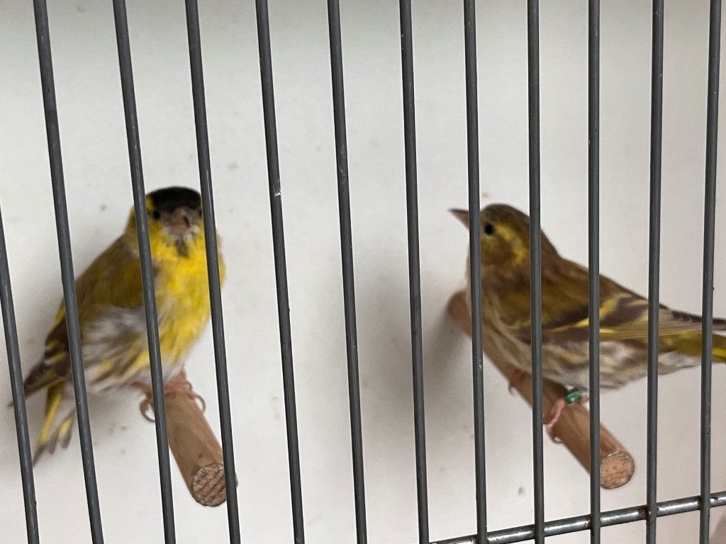 Bruine sijzen, Dieren en Toebehoren, Meerdere dieren, Wildzangvogel, Geringd