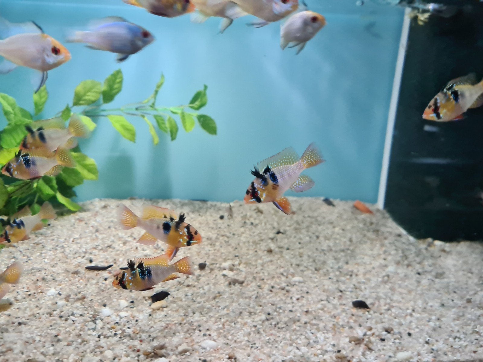 Ramirezi dwergcichliden, cichliden, Vis, Zoetwatervis