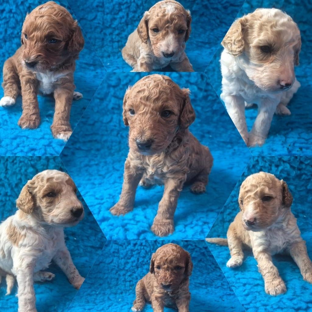 Hele mooie cockapoo pupjes, Dieren en Toebehoren, Overige rassen, 8 tot 15 weken, Meerdere, Meerdere dieren