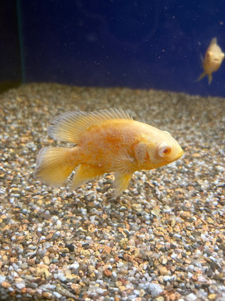 Copper oscar albino, Vis, Zoetwatervis