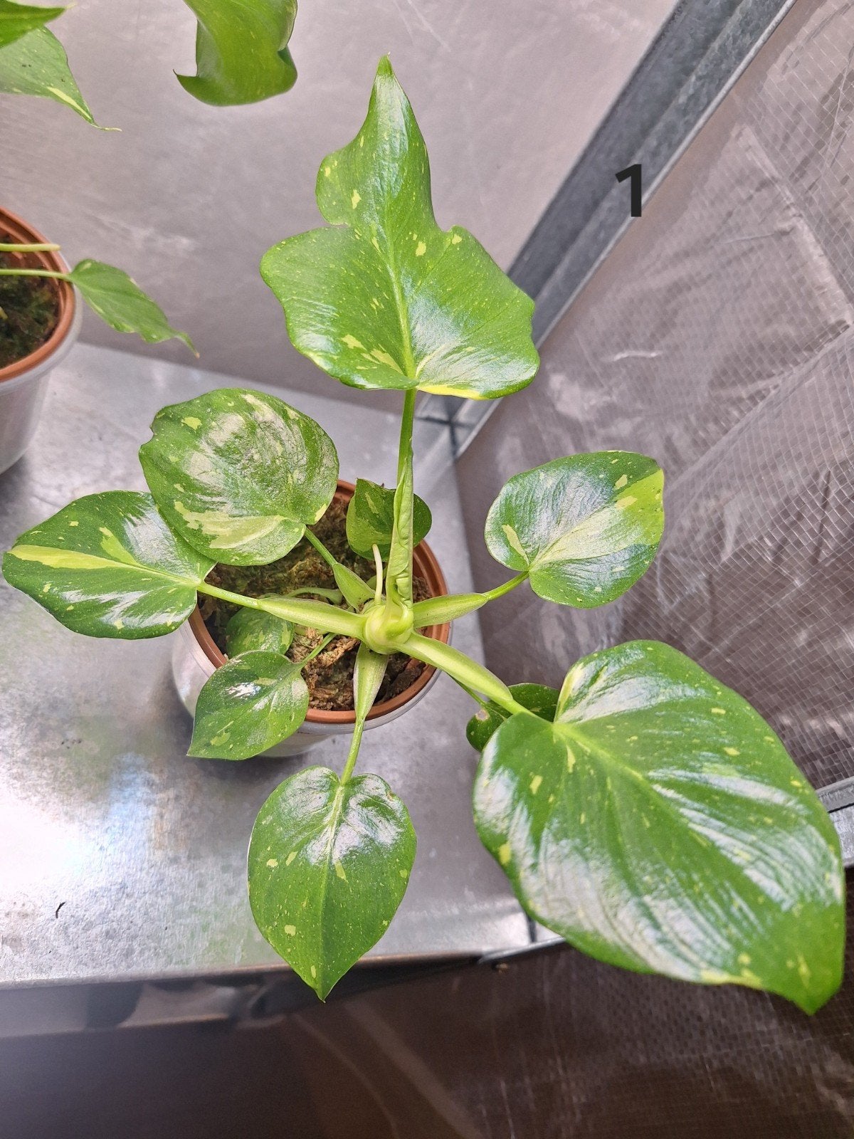 Philodendron Warszewiczii Tricolor Variegata, Huis en Inrichting, Verzenden, Halfschaduw, Minder dan 100 cm