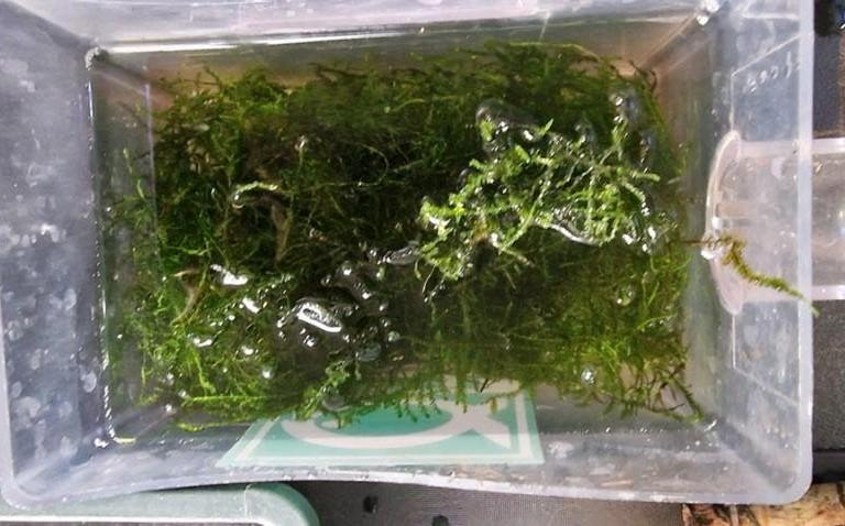 Aquarium mos - grote plukken/porties, Ophalen of Verzenden, Plant(en), Steen of Hout
