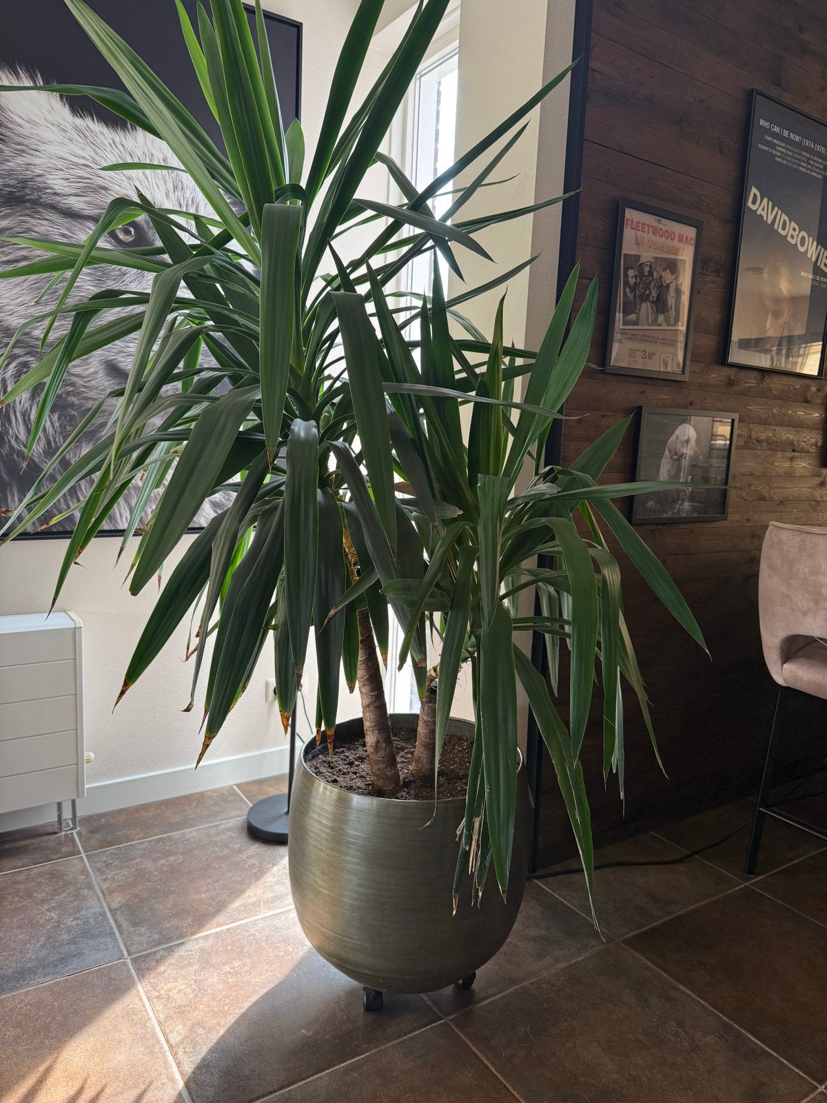 Grote Yucca kamerplant in stijlvolle pot, Ophalen, In pot, Yucca, 150 tot 200 cm
