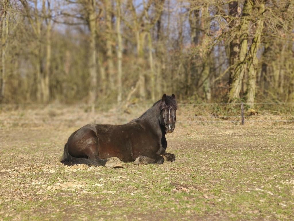 Verzorgpony aangeboden., Dieren en Toebehoren, Ophalen of Verzenden, Nieuw
