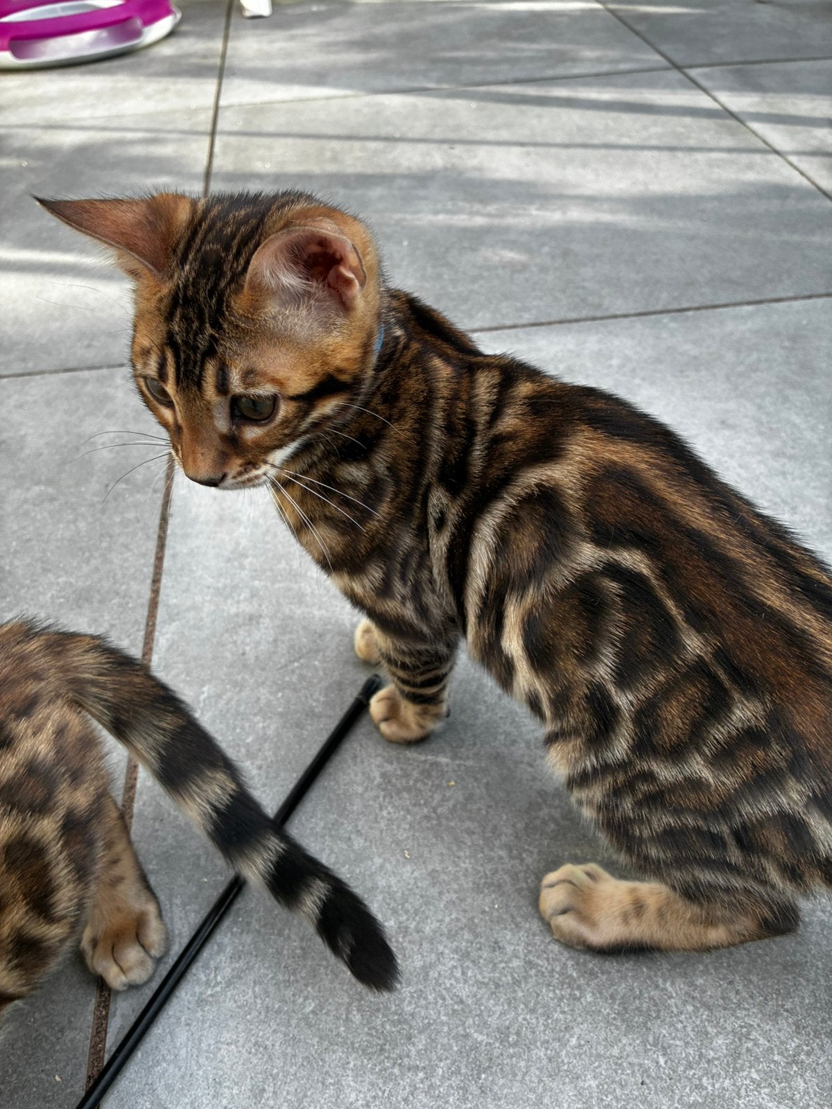 Raszuivere  bengaalse kittens met stamboom, Dieren en Toebehoren, Meerdere dieren, Met stamboom, 0 tot 2 jaar