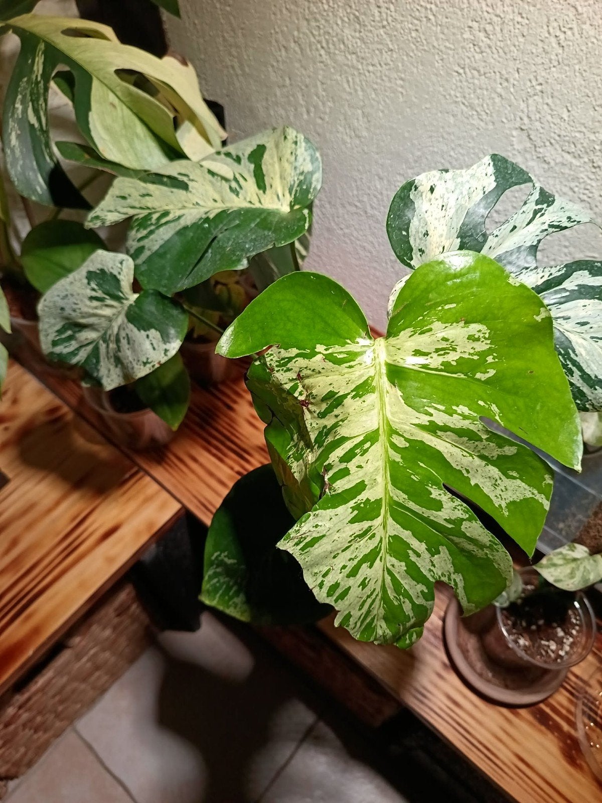 Monstera Bulbasaur met 5 bladeren - Geweldige genetica!, Overige soorten, Vaste plant, Ophalen of Verzenden, Bloeit niet