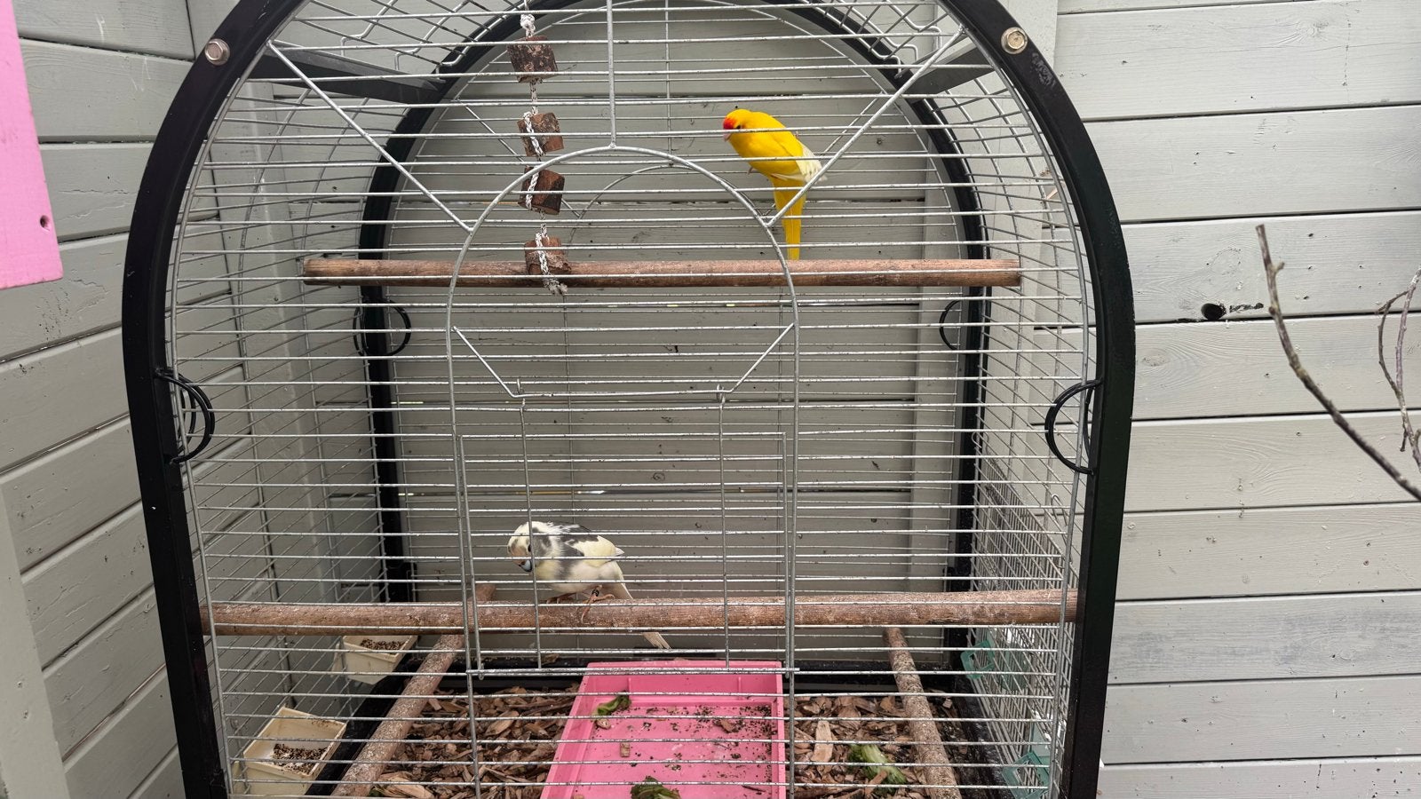 Koppeltje kakariki’s te koop, Dieren en Toebehoren, Meerdere dieren, Parkiet