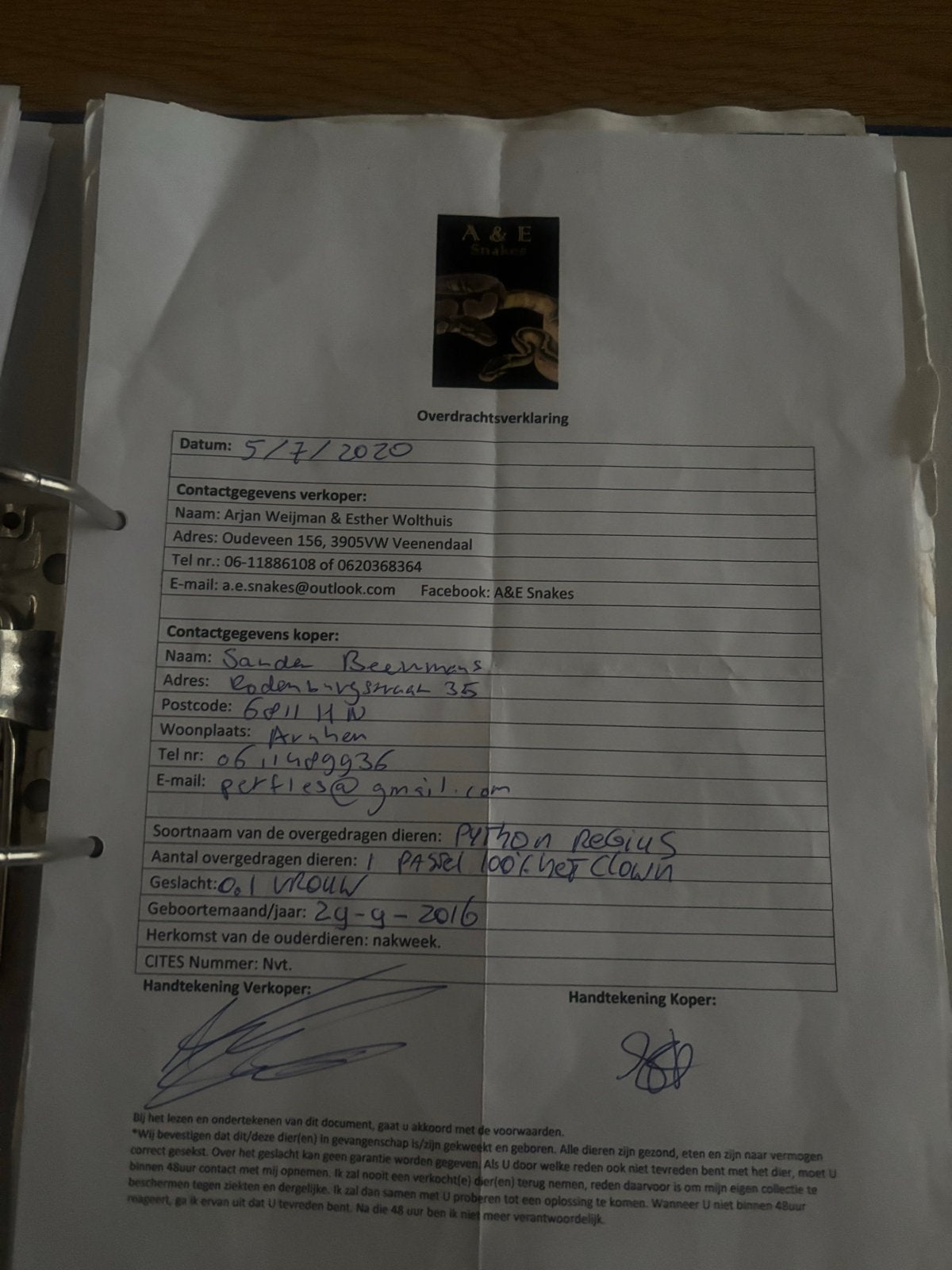Koningspython met terrarium Ball Python photo 5