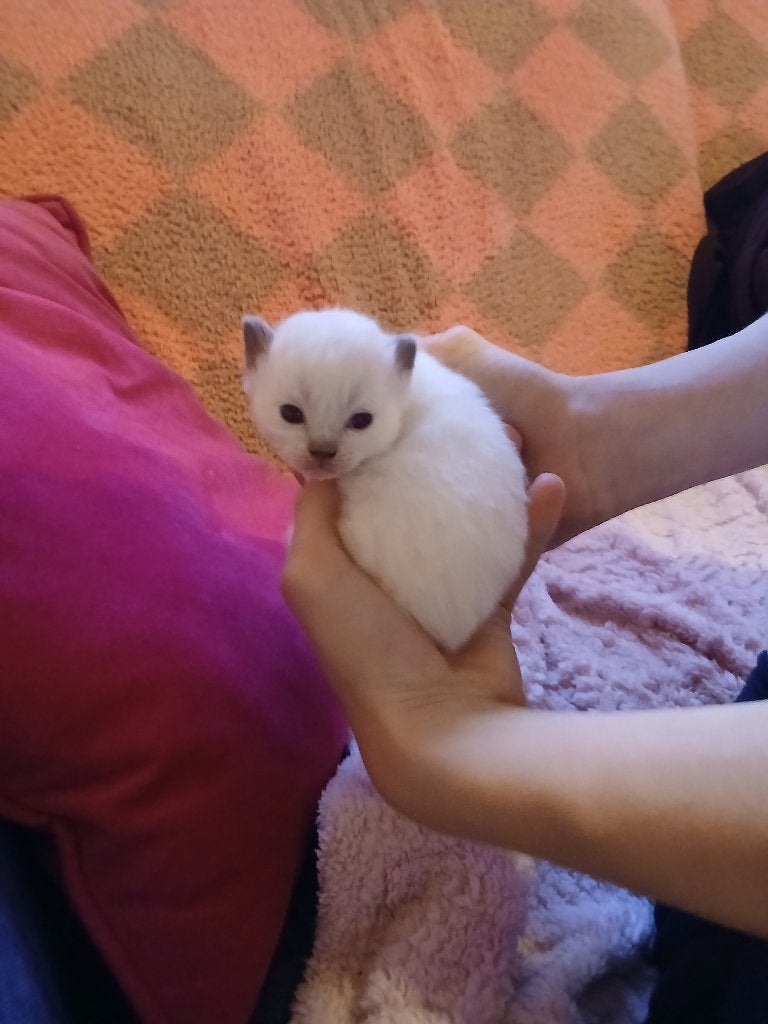 Ragdoll kittens, Meerdere dieren, Gechipt, 0 tot 2 jaar