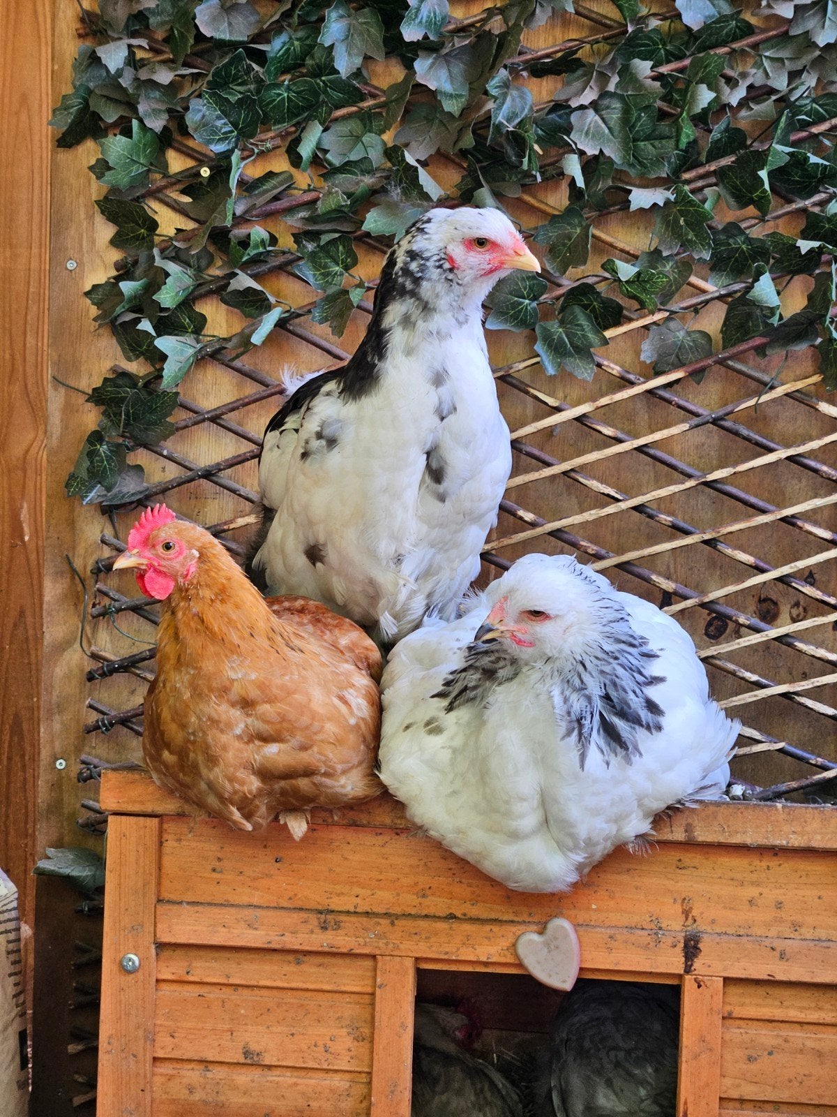 Jonge haantjes brahma en cochin, Dieren en Toebehoren, Pluimvee, Mannelijk, Kip