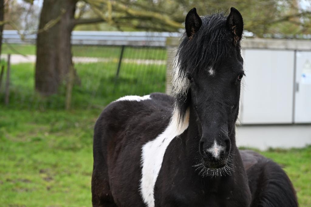 Prachtig groot Barock Pinto stamboek merrieveulen!, Dieren en Toebehoren, Paarden, Merrie, Niet van toepassing, 165 tot 170 cm